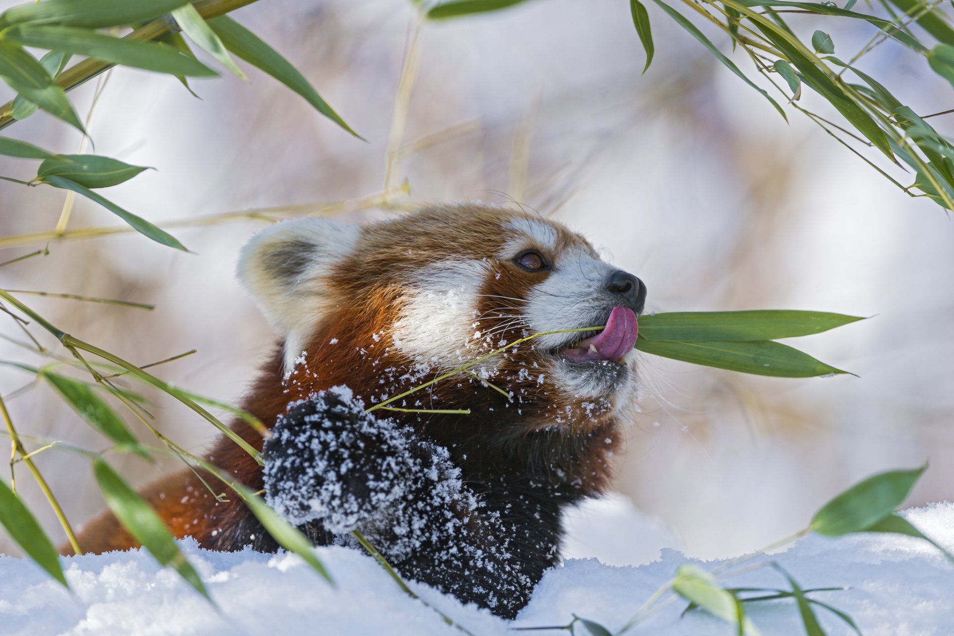 panda rouge firefox branche bambou neige hiver langue petit panda ©tambako the jaguar