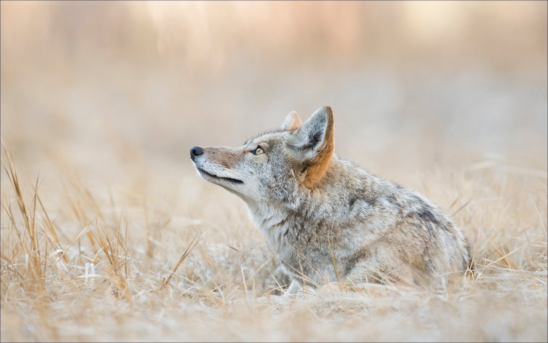 tiere kojote wölfe