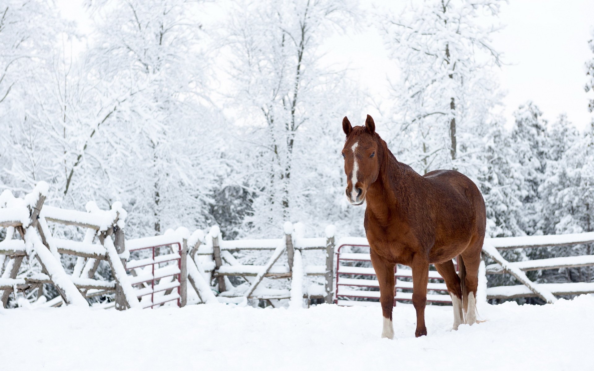 cavallo neve natura