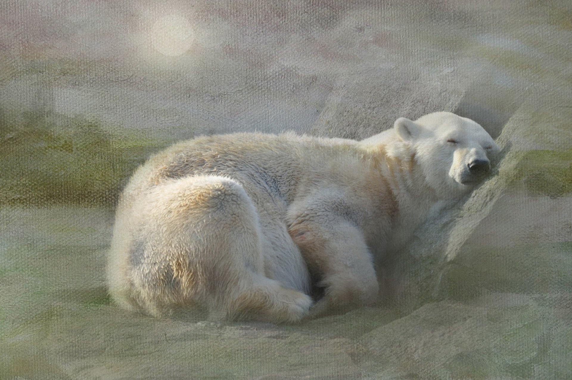 neige ours polaire blanc sommeil repos texture