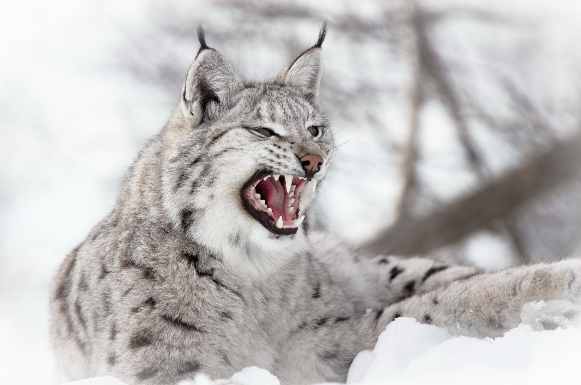 invierno nieve depredador lince eurasia boca sonrisa