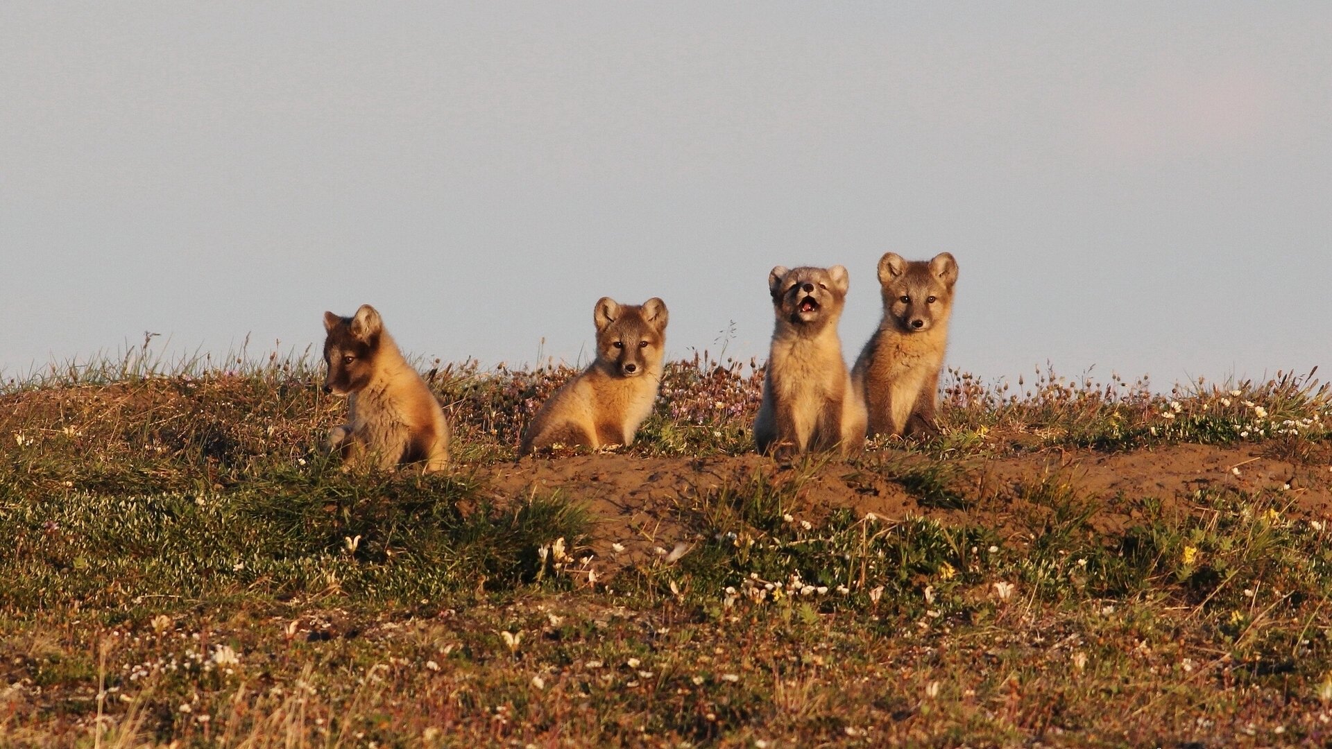 polarfuchs polarfuchs jungtiere