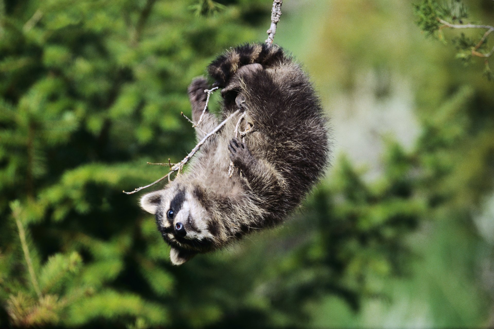 procione ramo appeso altalena giocosità malizia vista