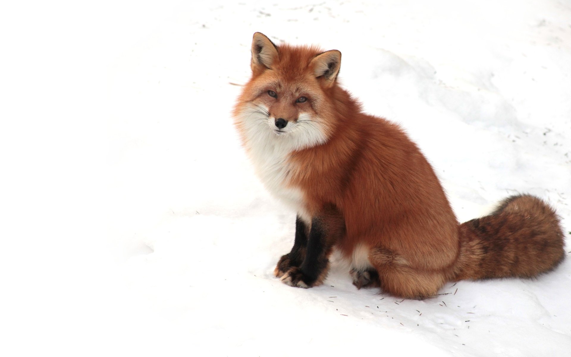 renard oreilles pattes queue museau neige blanc