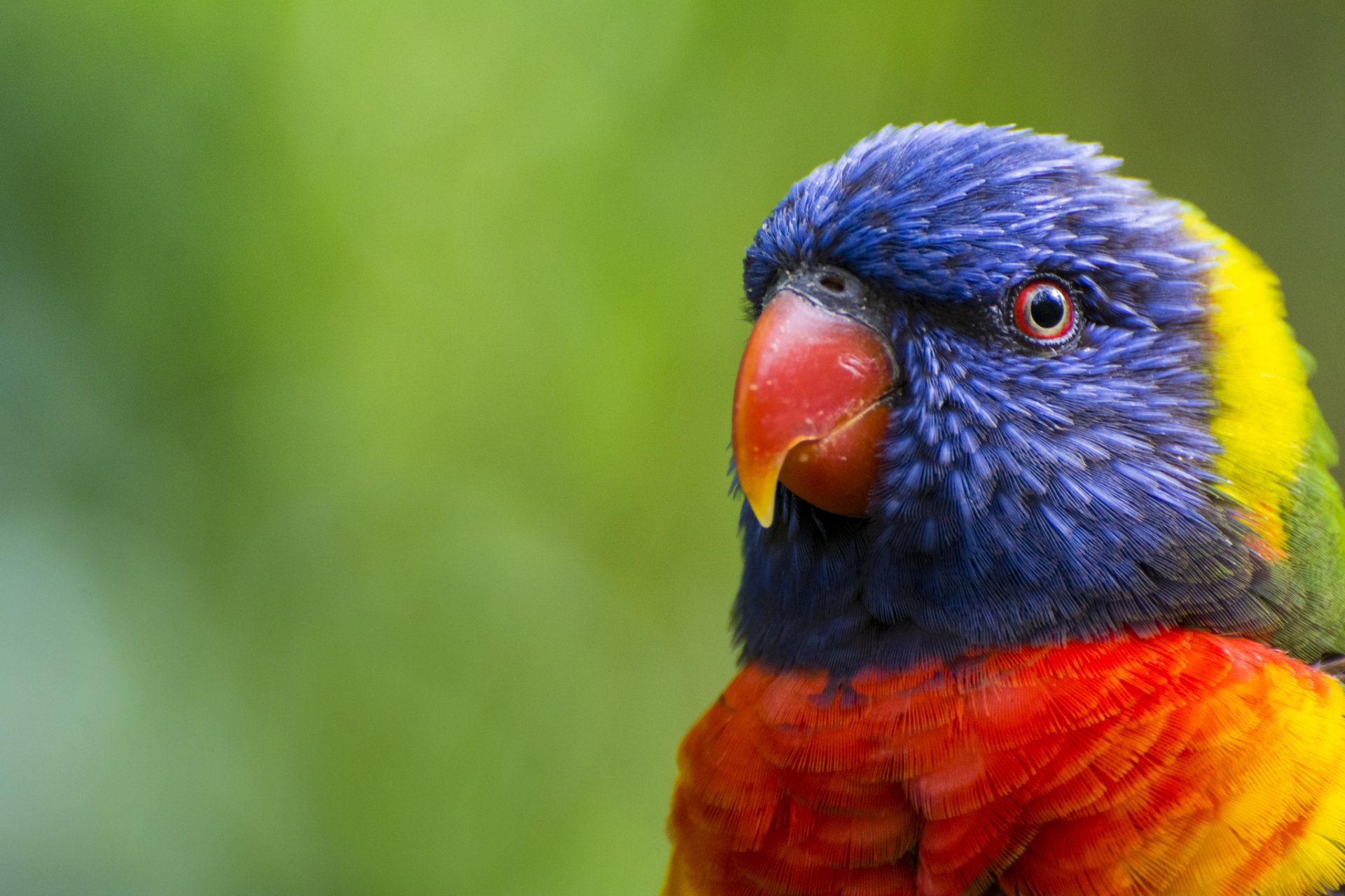 poultry rainbow lorikeet parrot multicolored head beak feathers color green blur