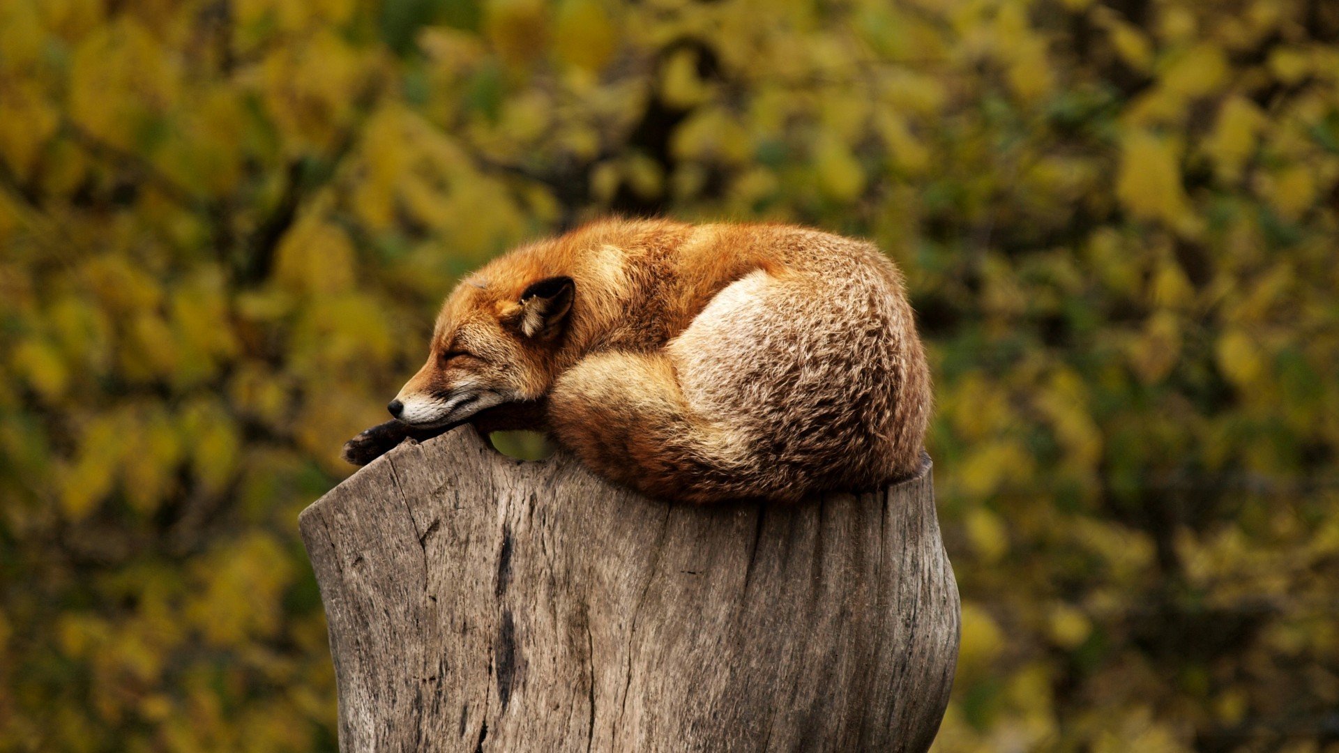 animals fox stump animals stump