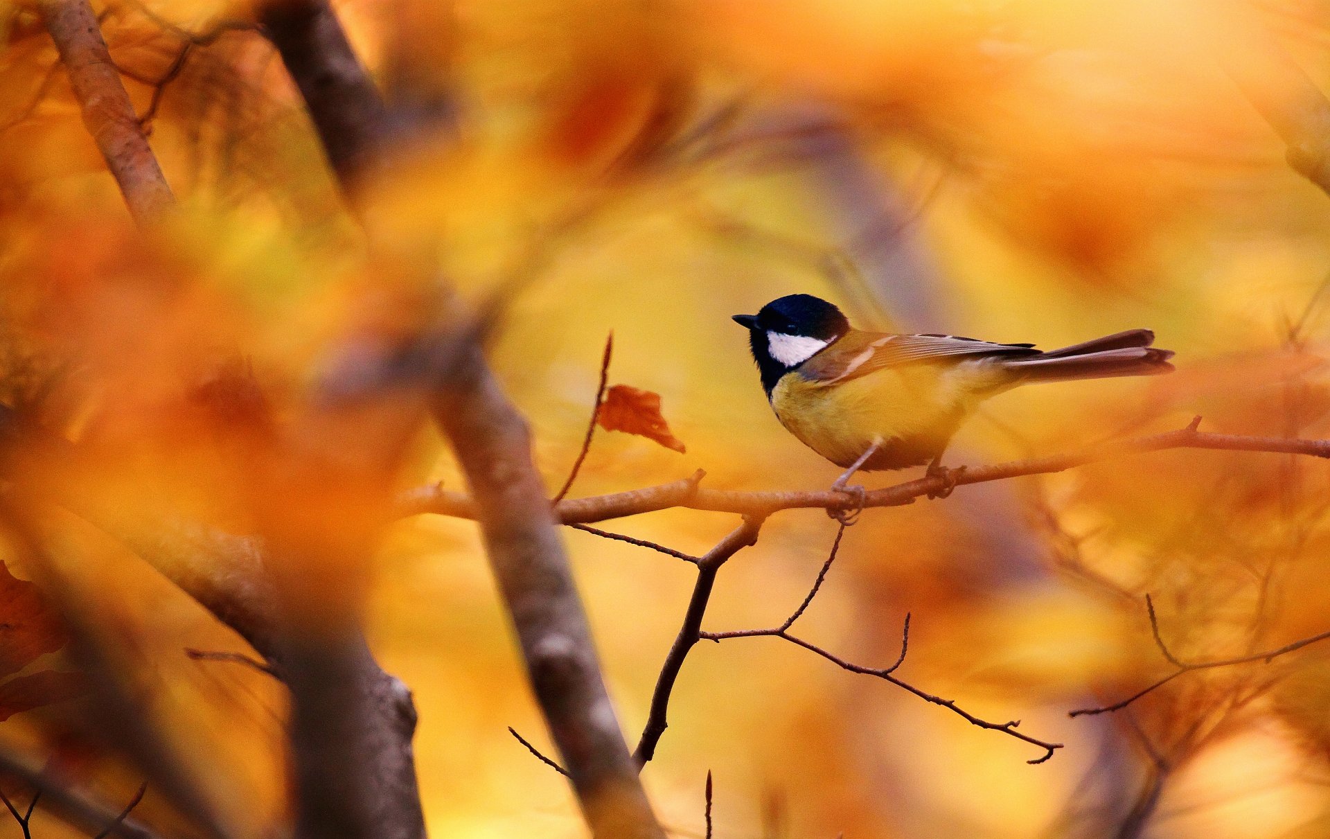 autumn leaves bird branch bokeh