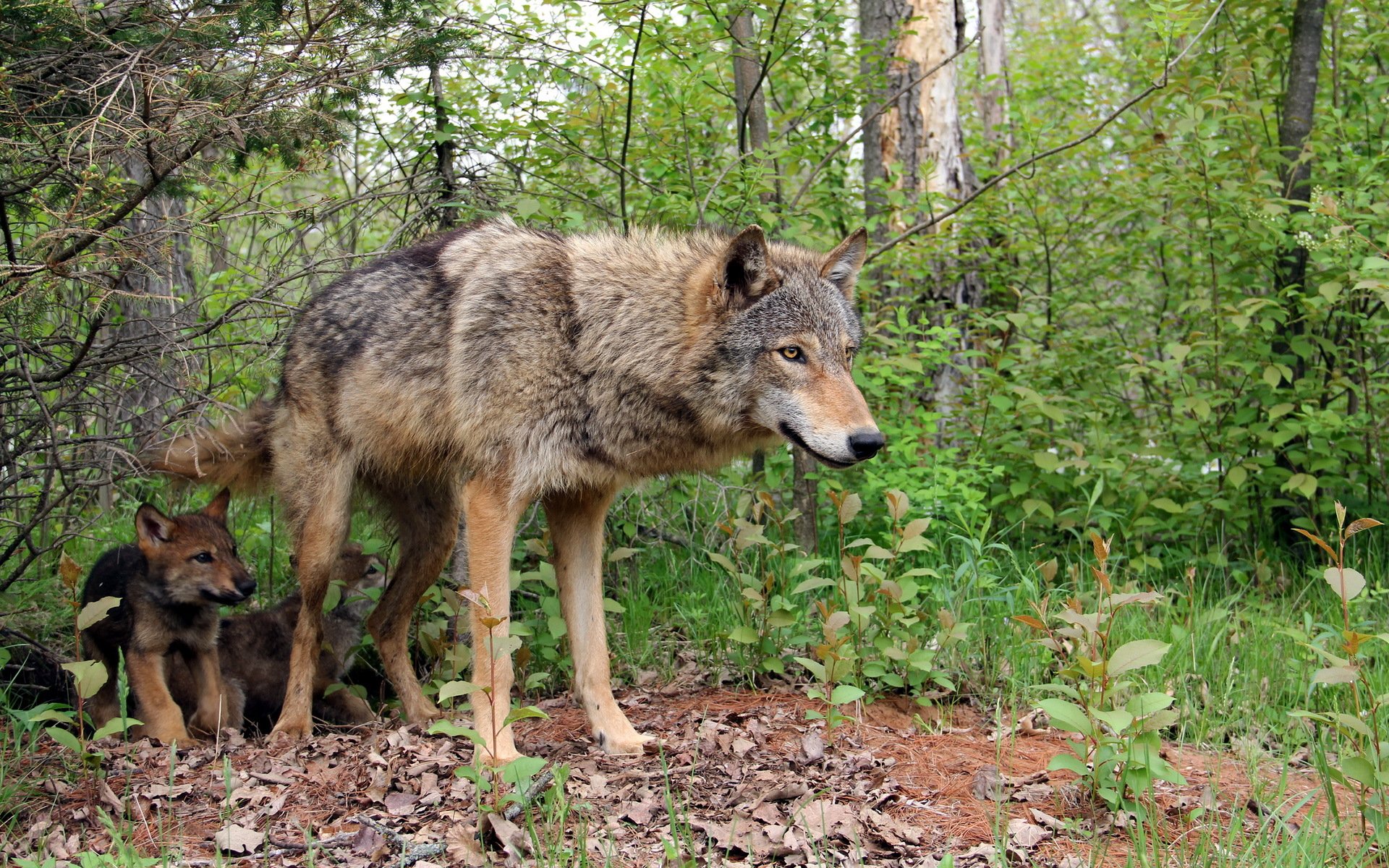 lobos naturaleza bosque