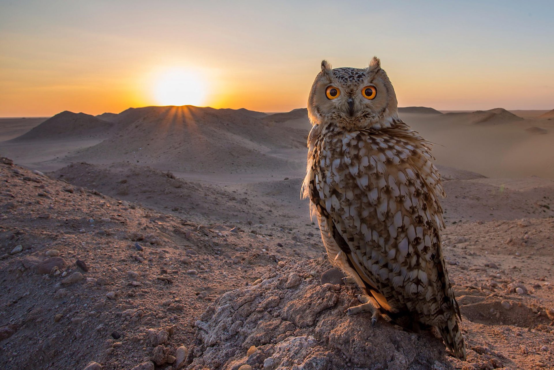 poultry owl sunset