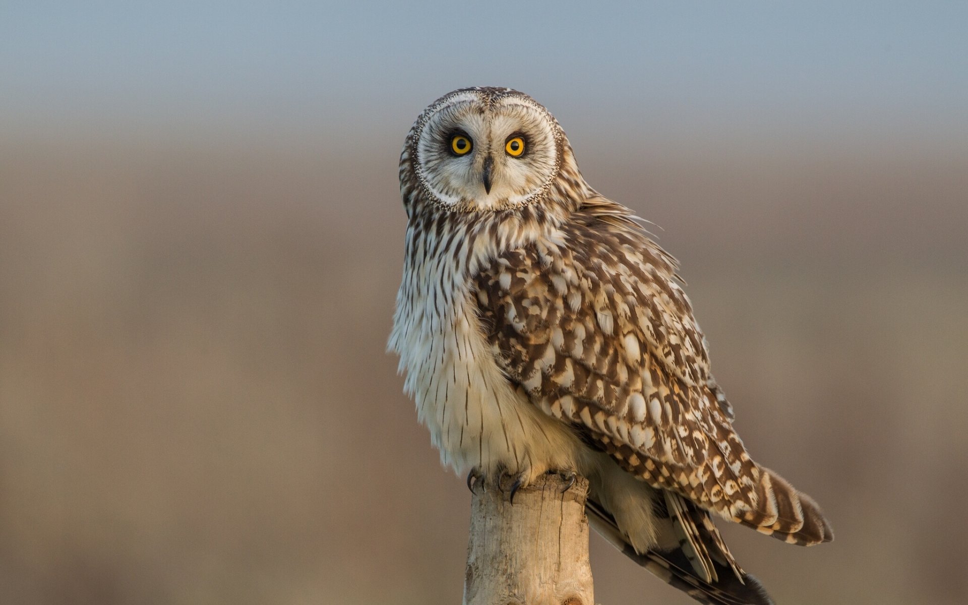 hibou des marais oiseau vue