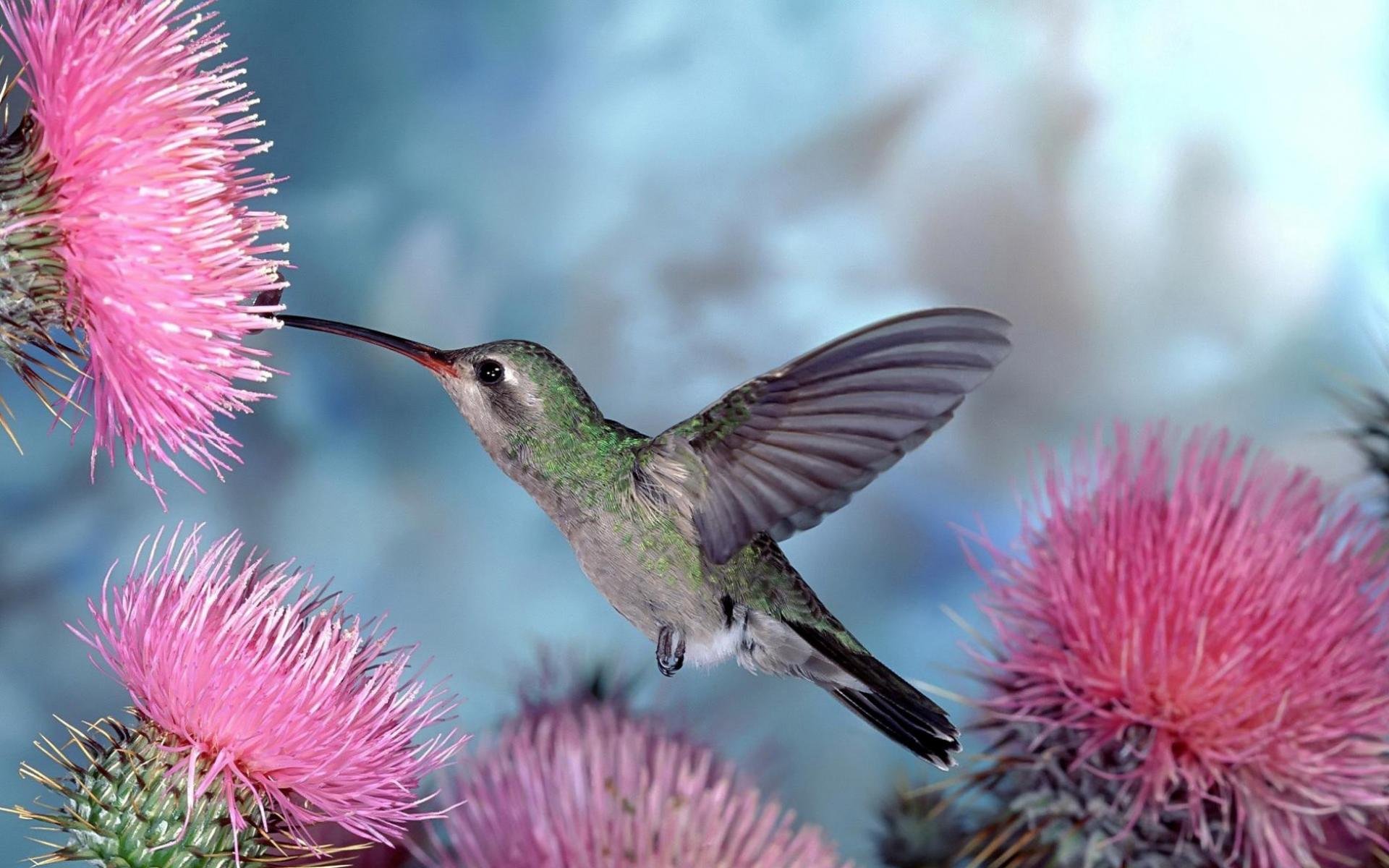 natura uccelli uccellino colibrì fiori sfondo blu