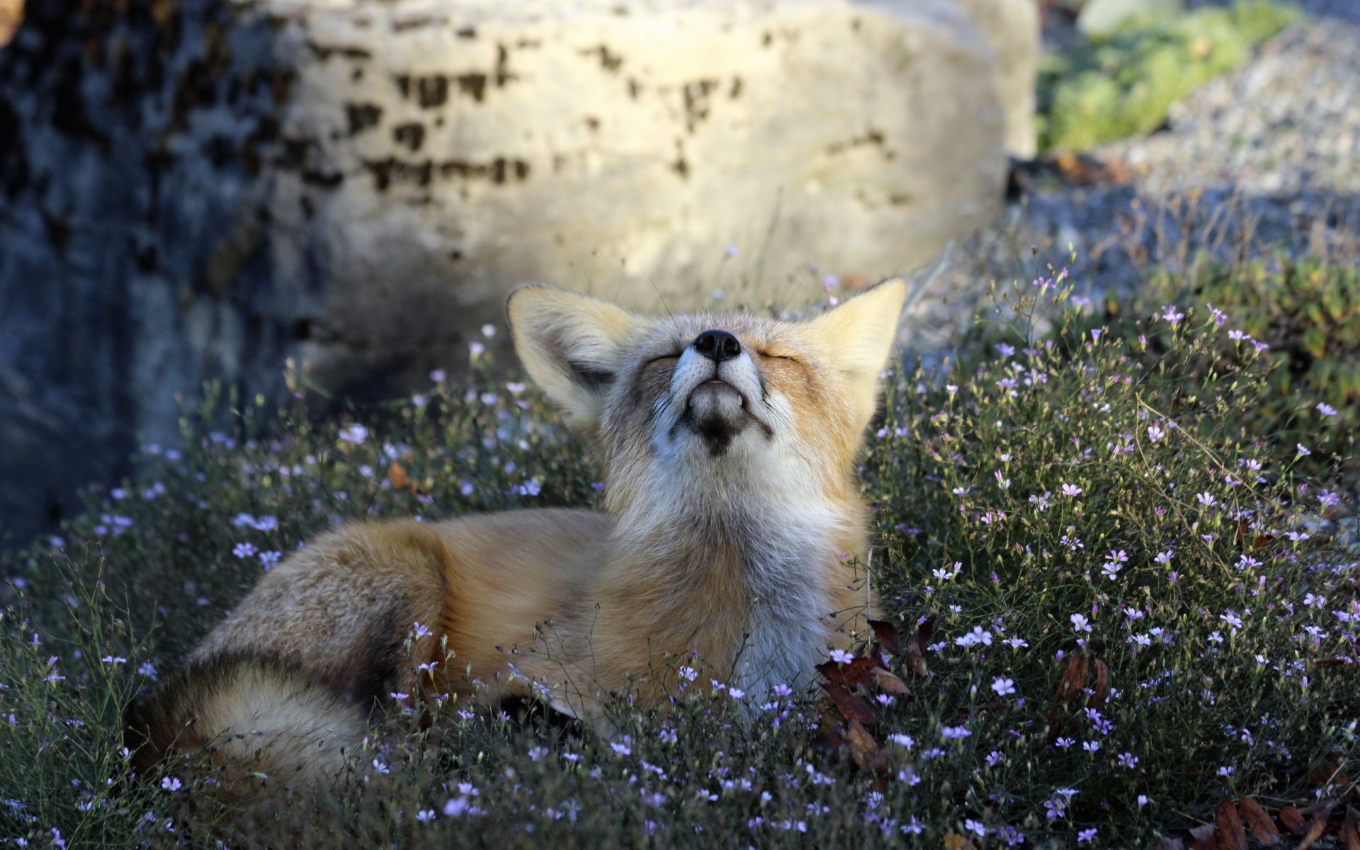 atteggiamento natura volpe