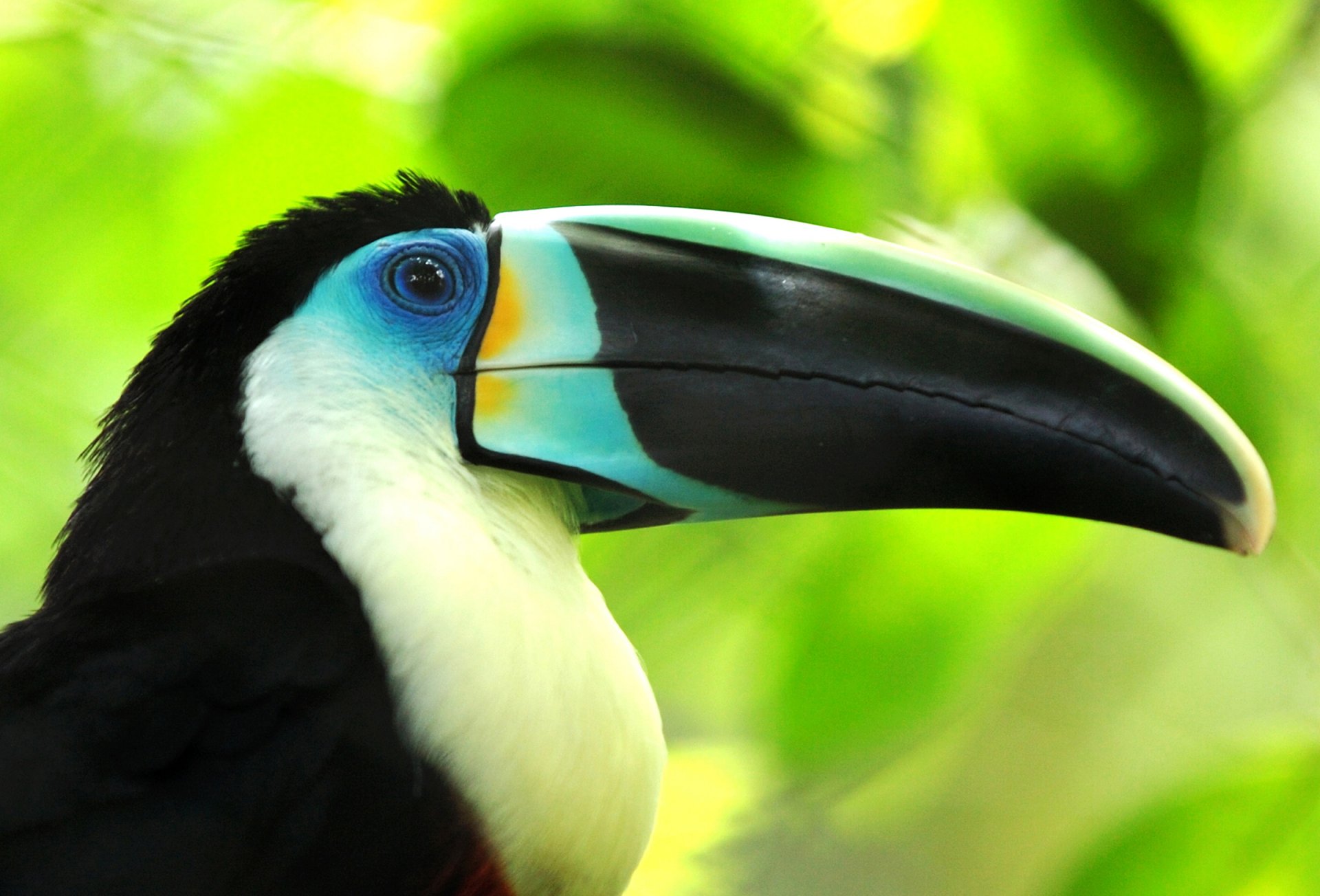 poultry toucan beak