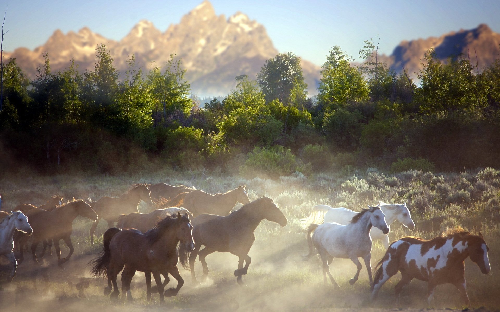 caballos mañana montañas polvo naturaleza