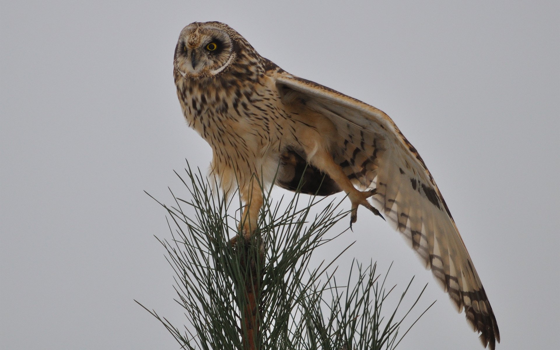 oiseau hibou cime arbre aiguilles pin aiguilles aile en sirotant