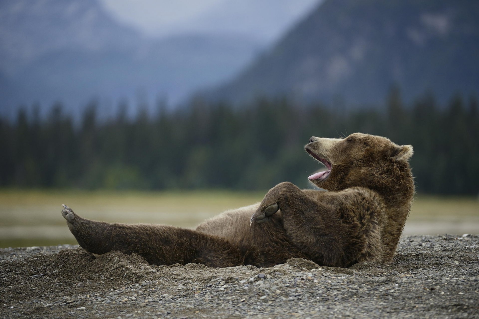 oso animal misha naturaleza