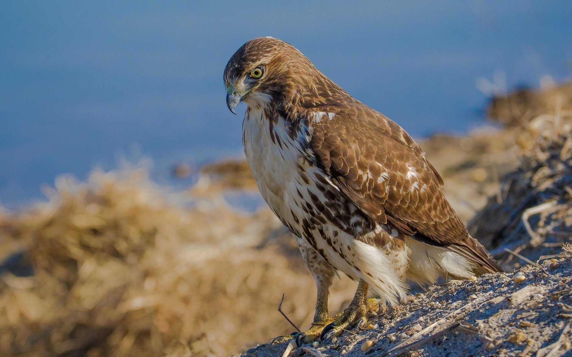 rotschwanzkraut falke vogel