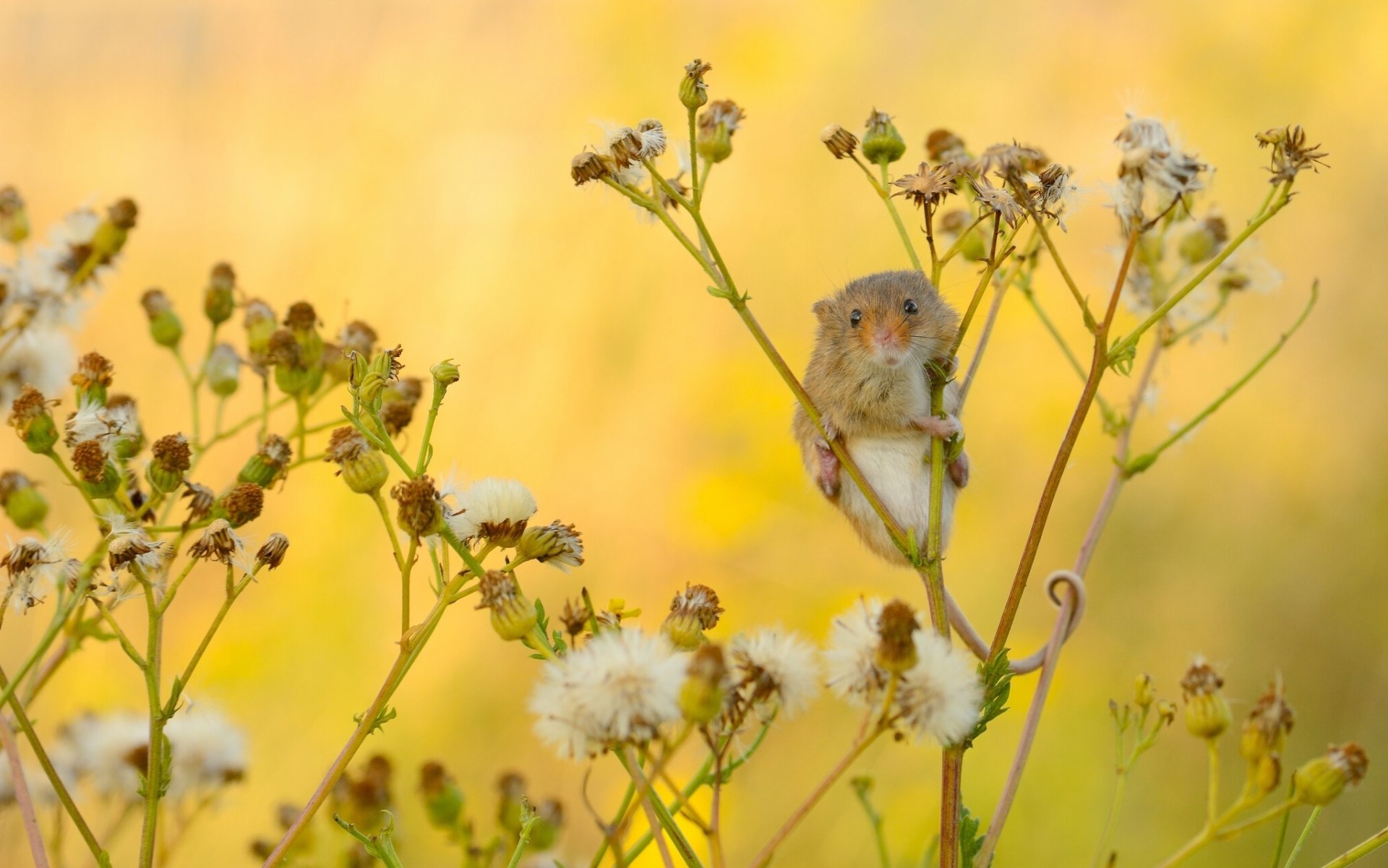 harvest mouse eurasian harvest mouse mouse close up