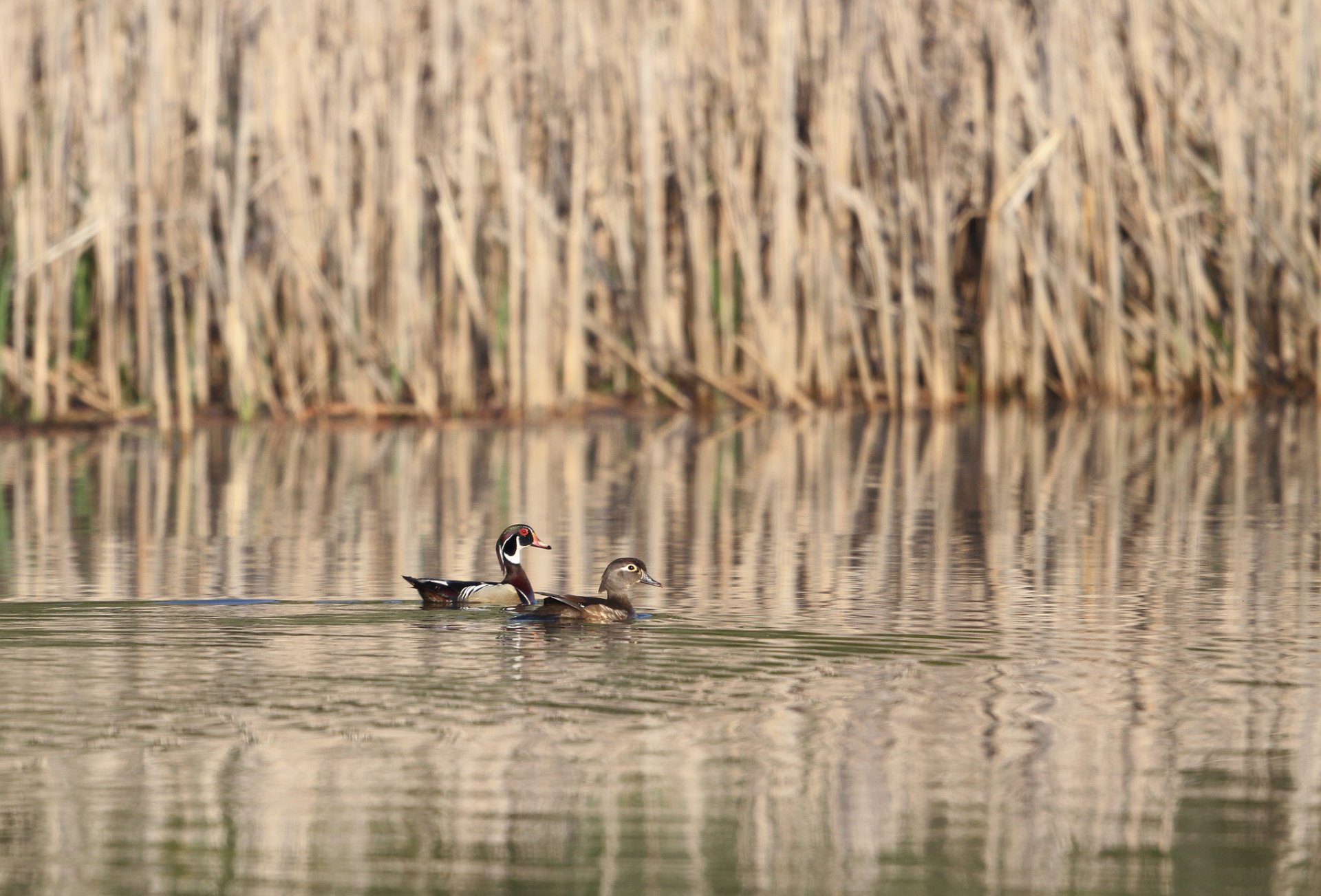 lago juncos patos