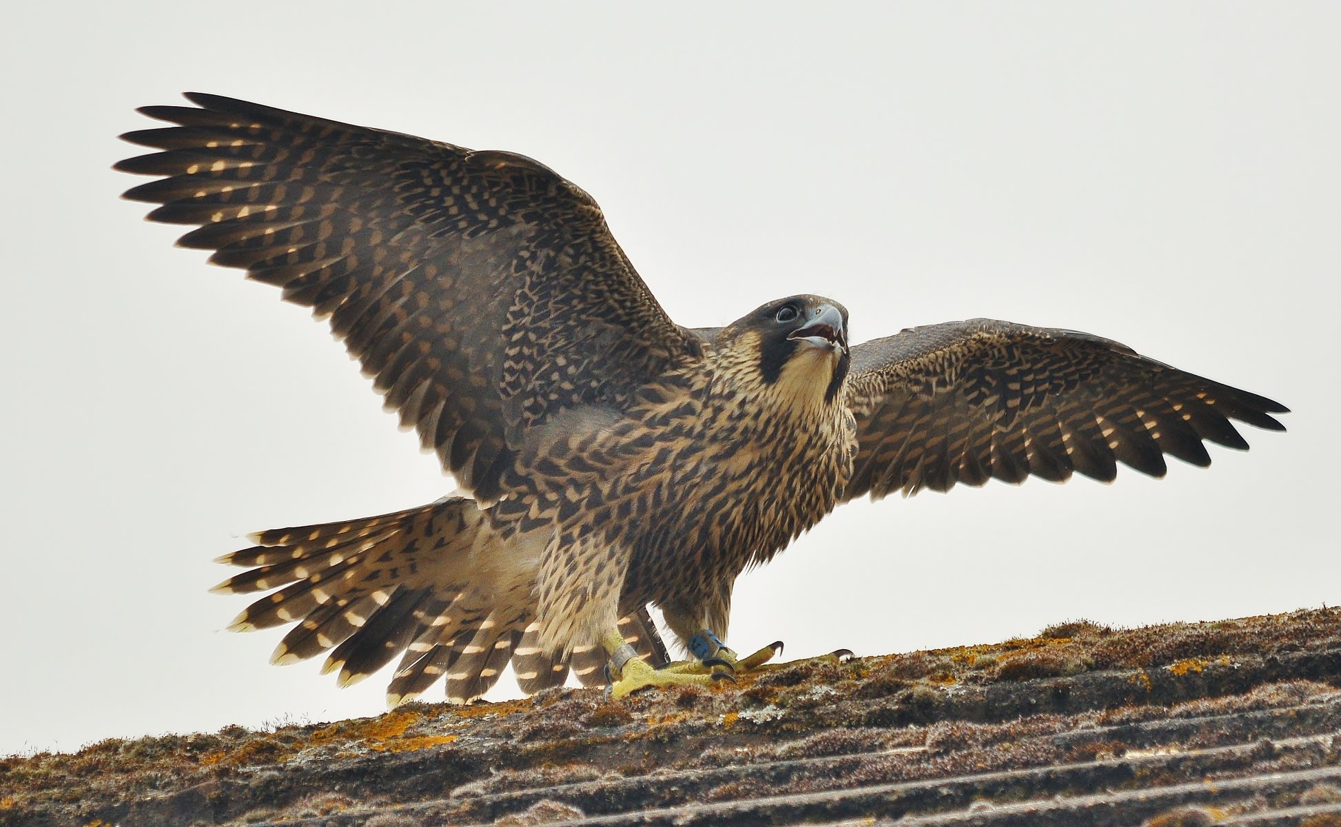 sokół wędrowny falco peregrine drapieżny ptak z rodziny sokołów pstrokaty jasny brzuch czarna górna część głowy czarne wąsy spojrzenie poszukiwanie zdobyczy