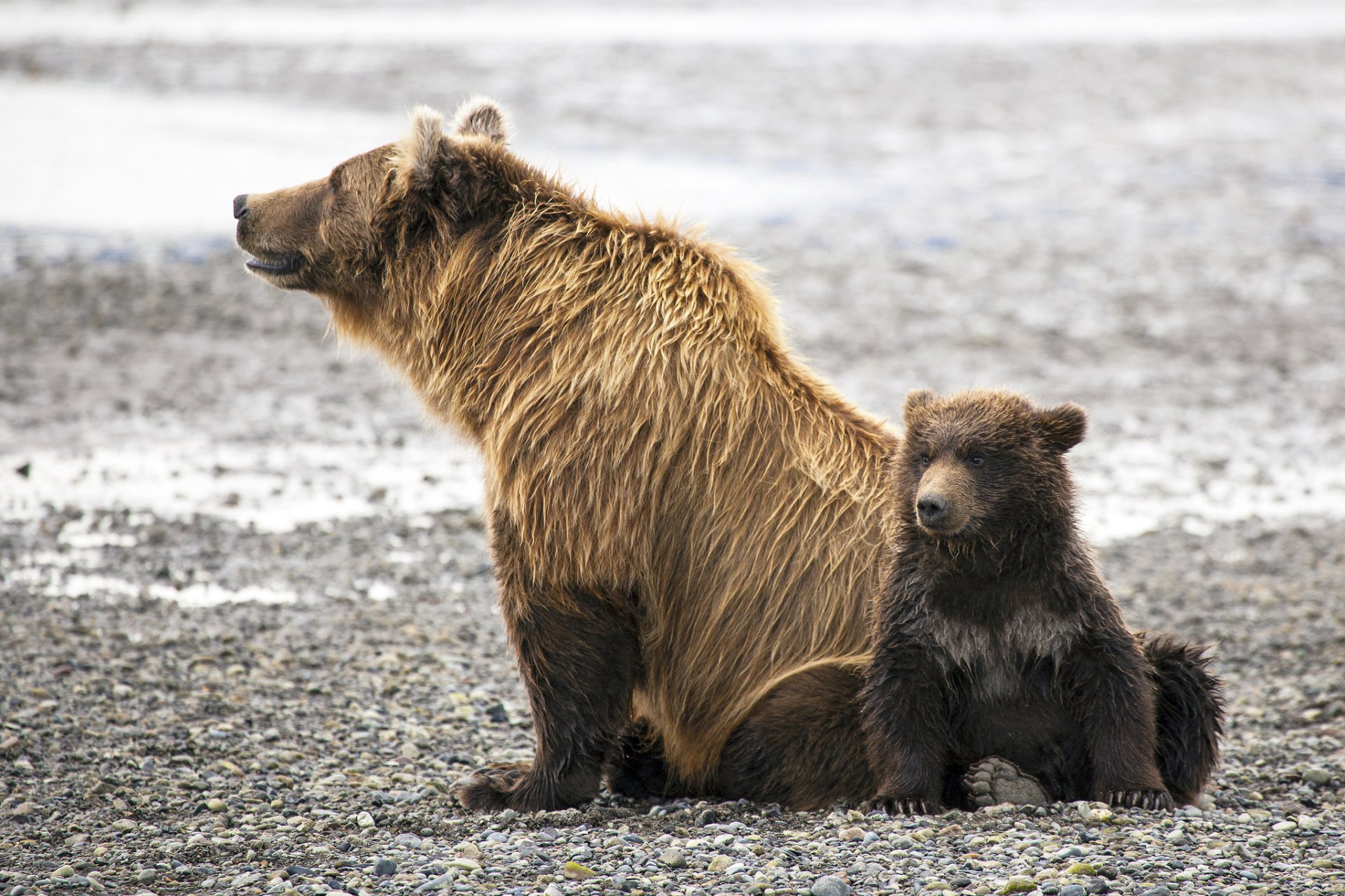 bears brown dipper bear family