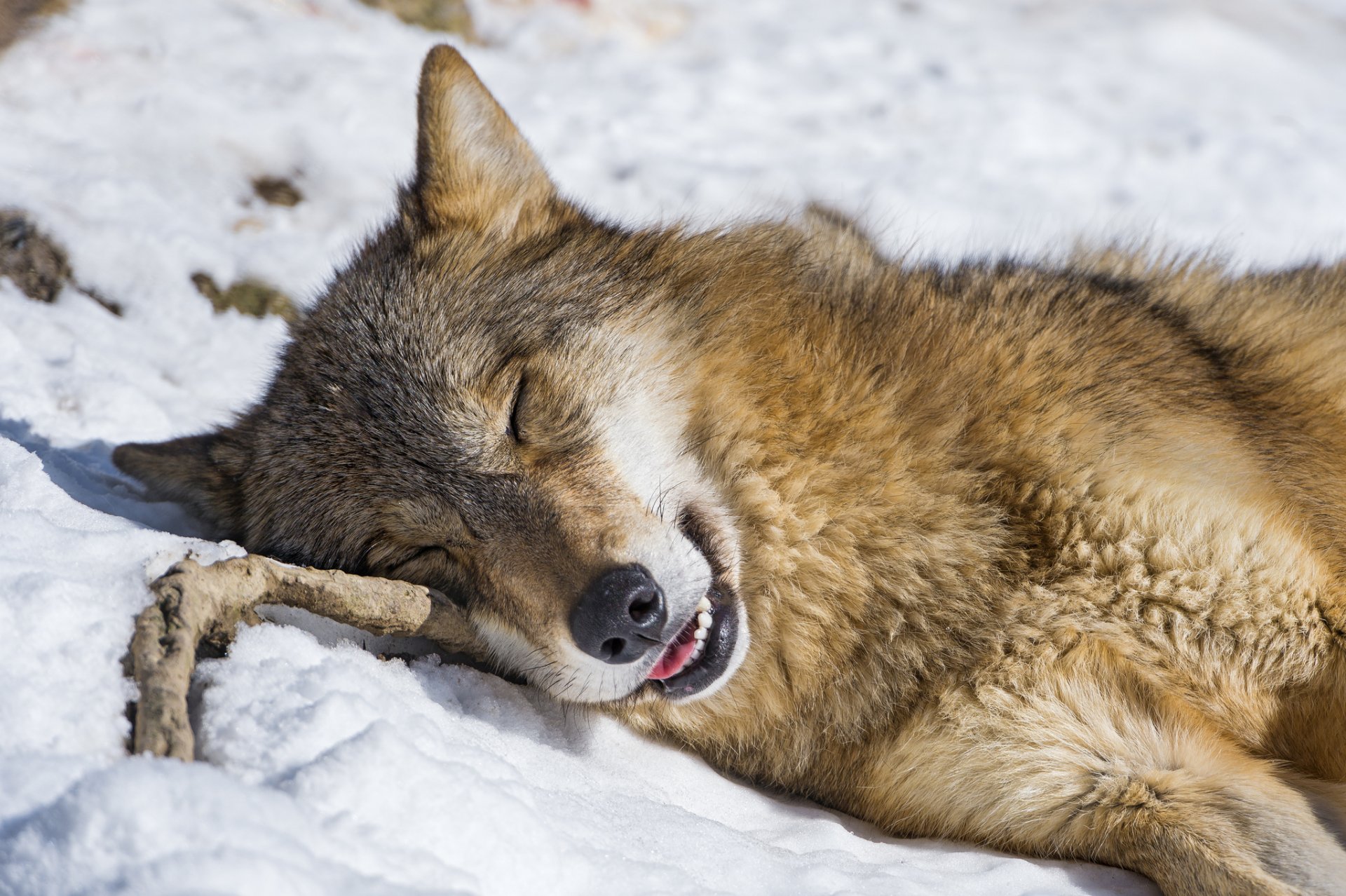 wolf snow winter sleep sleeps muzzle branch rest ©tambako the jaguar