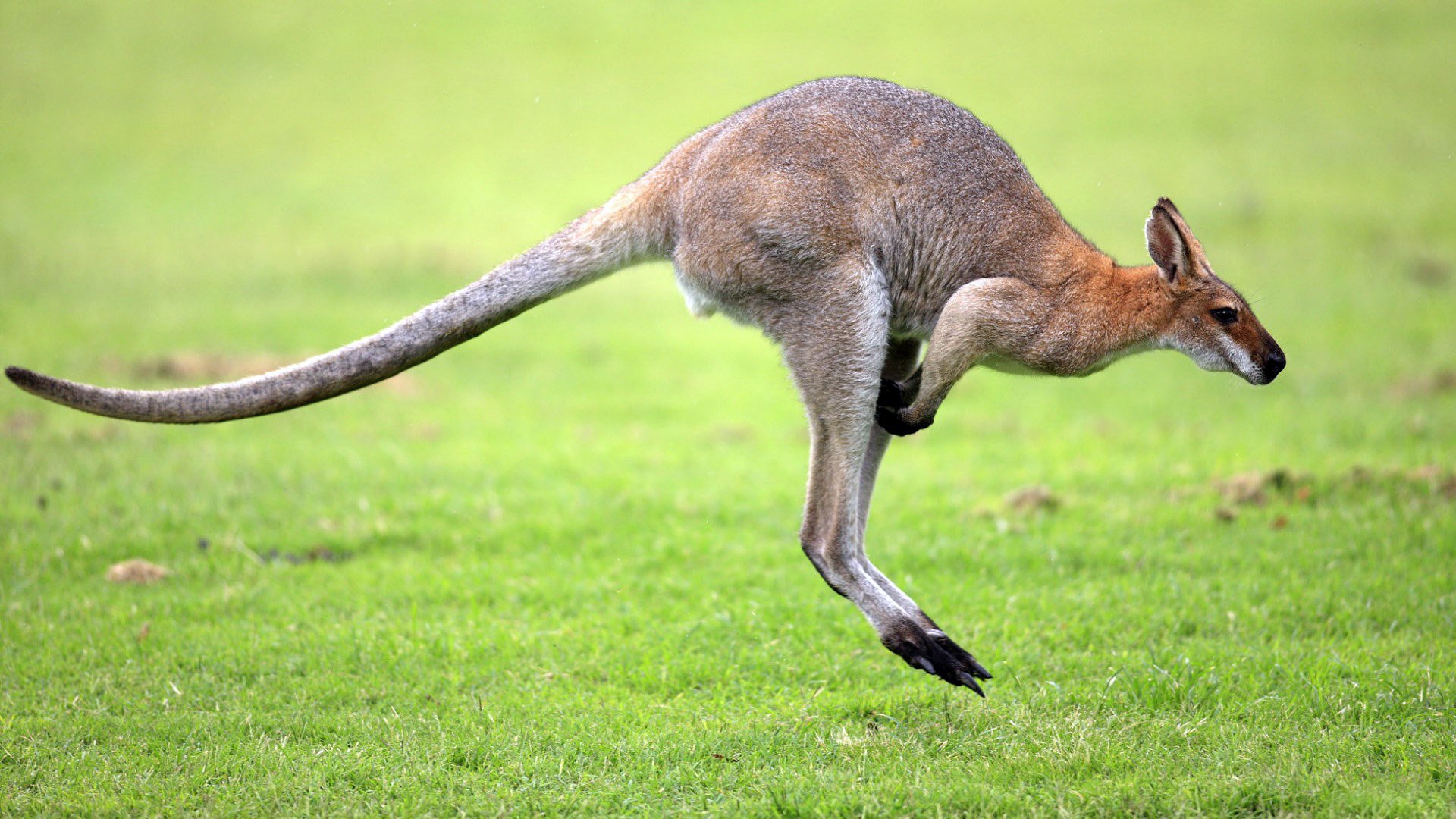 hintergrund gras feld ebene känguru pfoten schwanz sprung