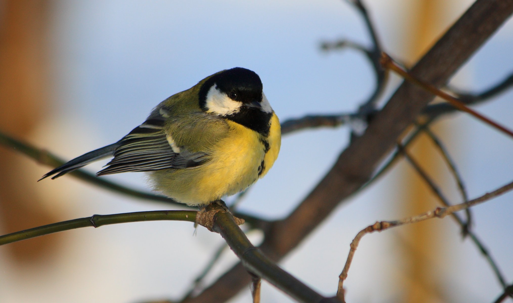 vogel meise zweig