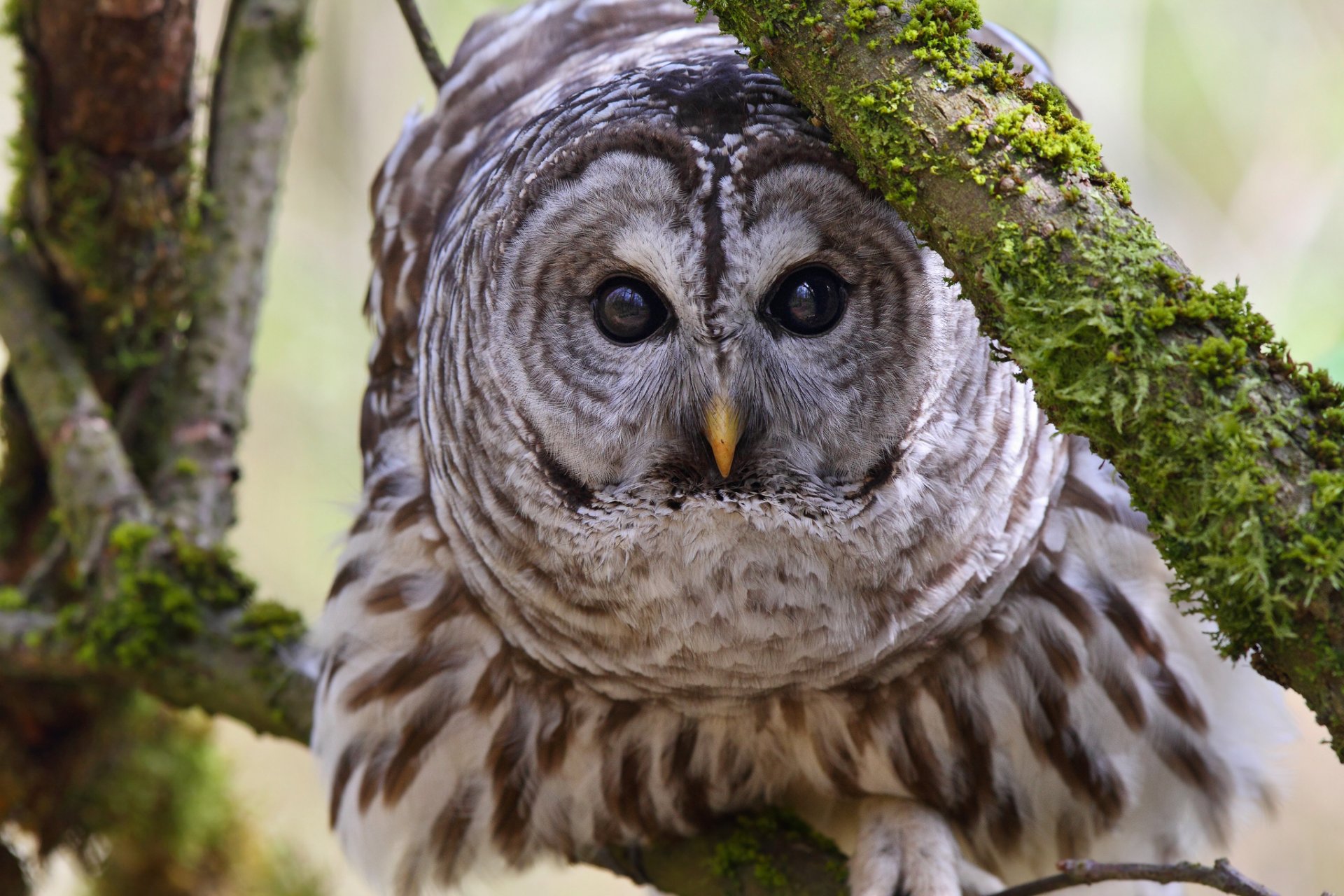 panaché hibou oiseau vue branches