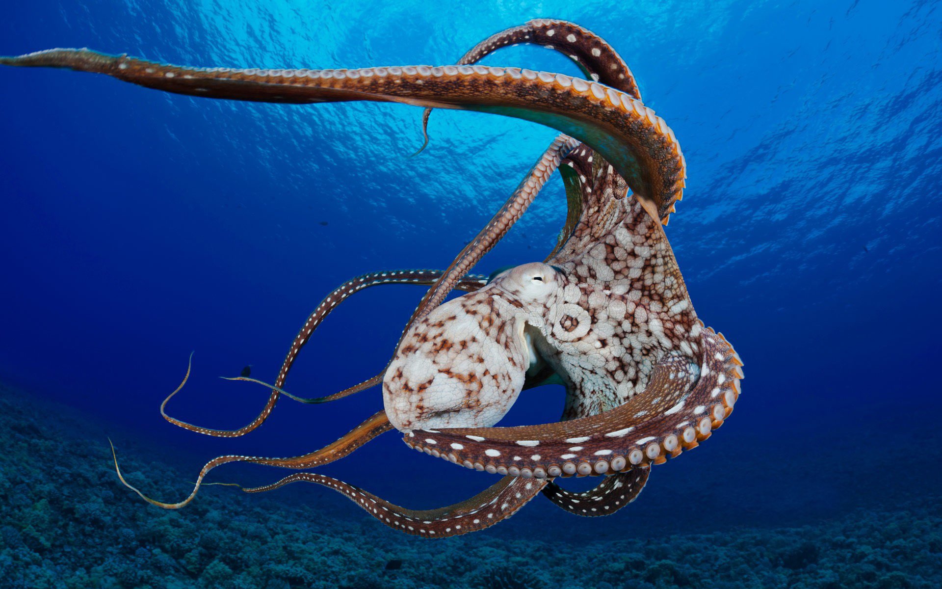 oceano coralli polpo mollusco tentacoli