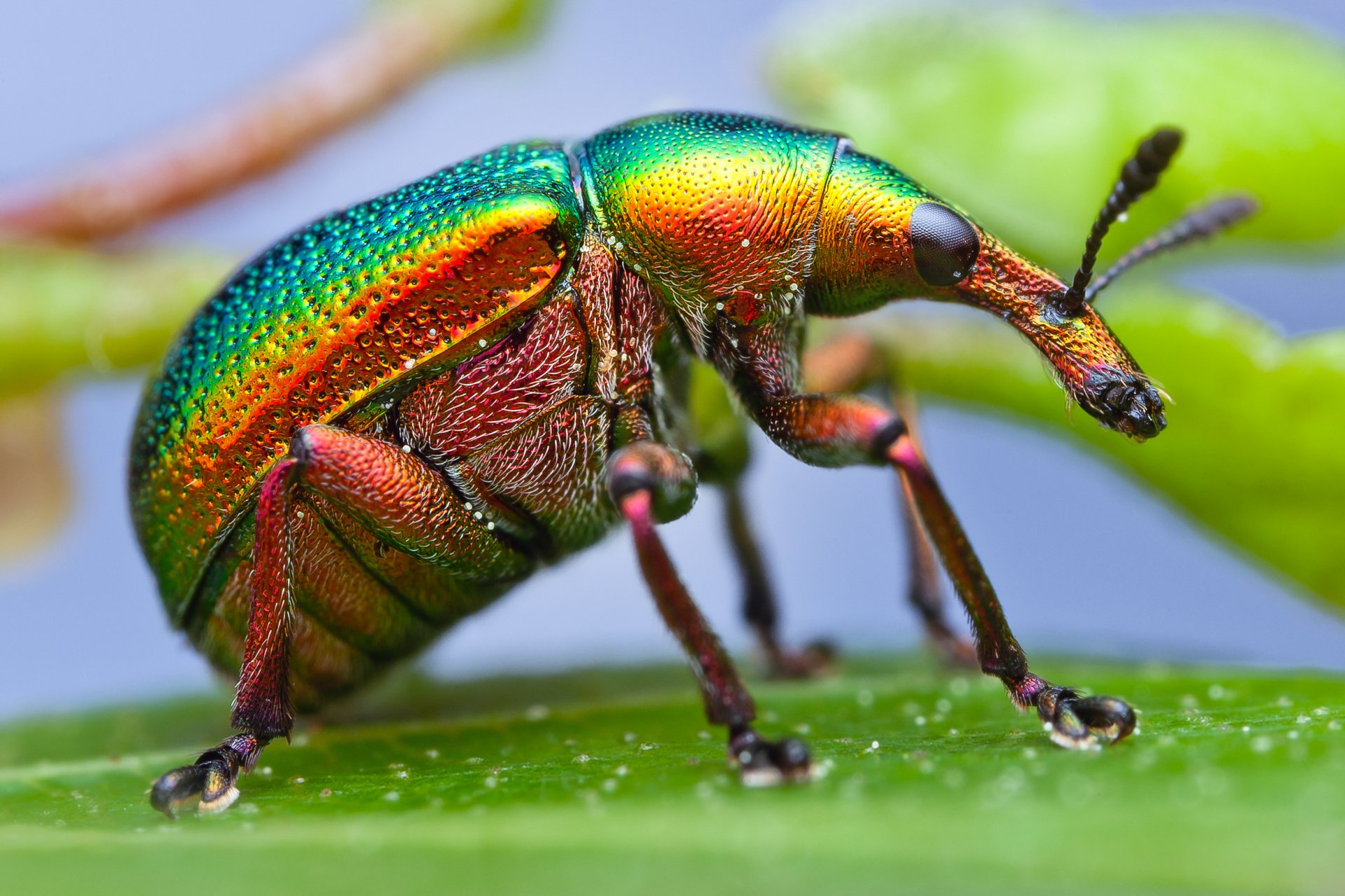 macro insecto escarabajo gorgojo pintura