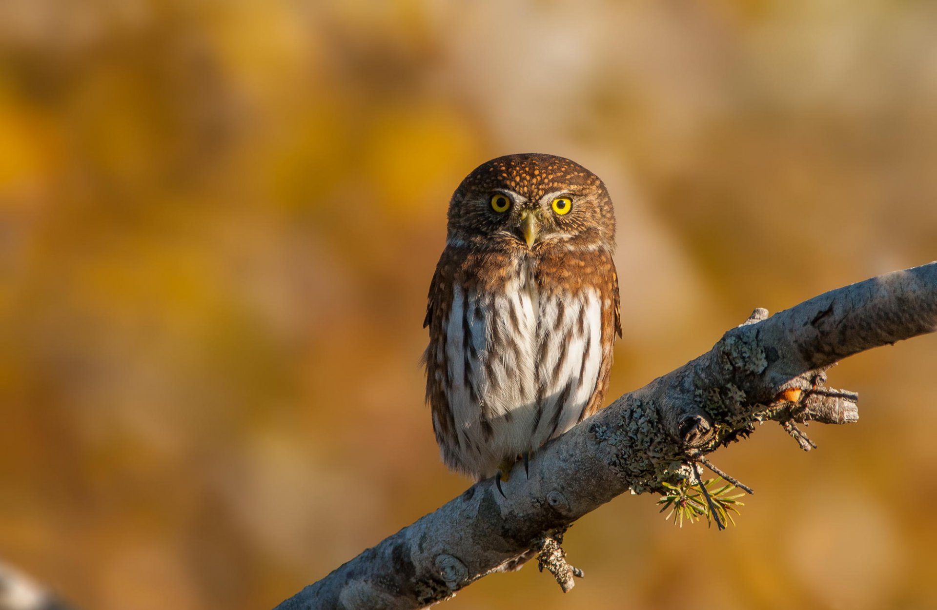 búho paseriforme búho pájaro rama naturaleza fondo