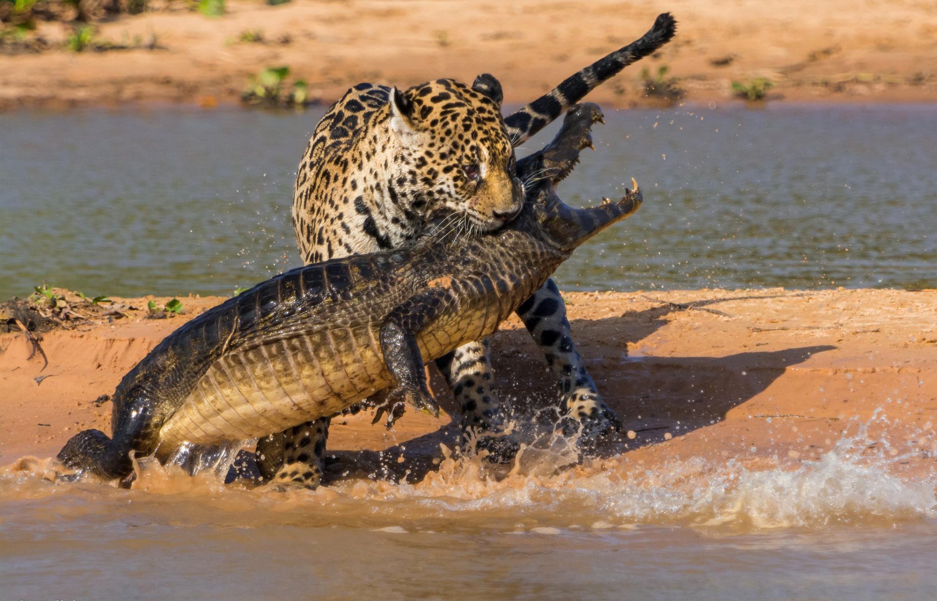 jaguar krokodyl bitwa polowanie ameryka południowa