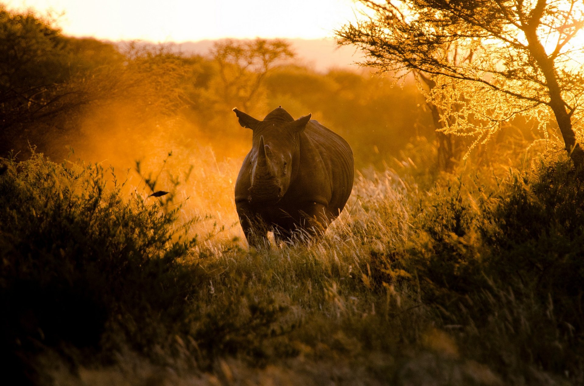 africa tramonto sole luce rinoceronte natura craig brocche