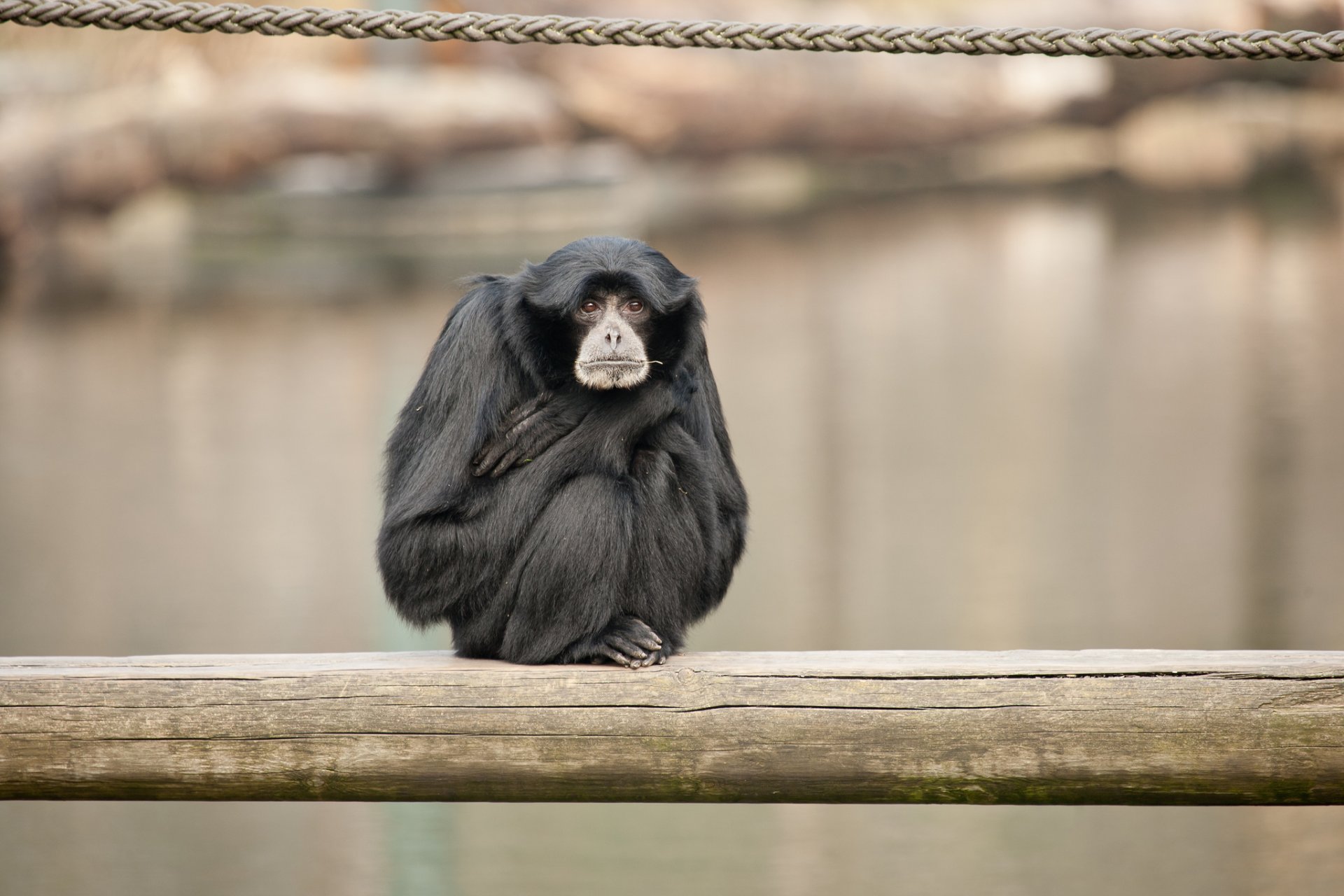 siamang affe primat tiere