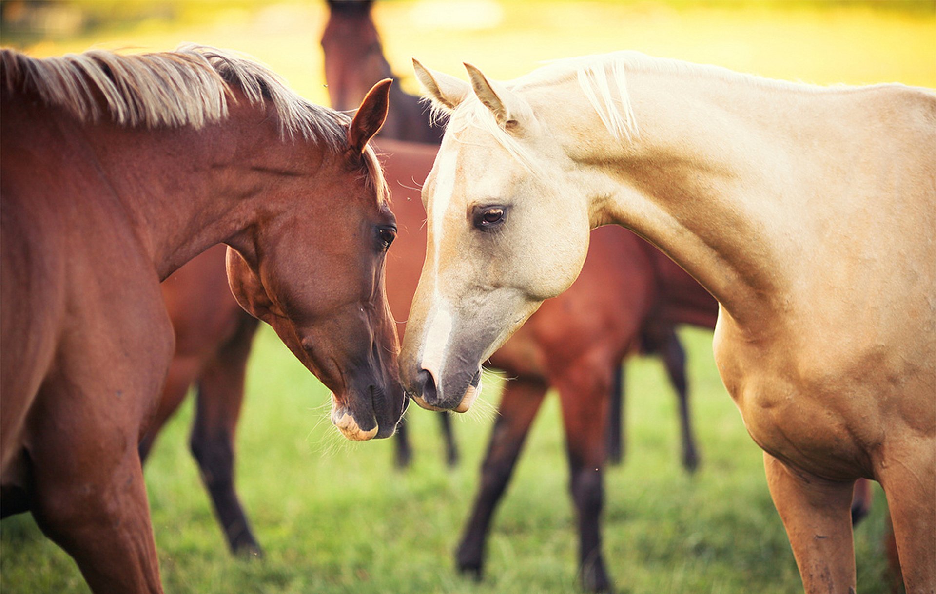 horse horses the pair animals grass nature