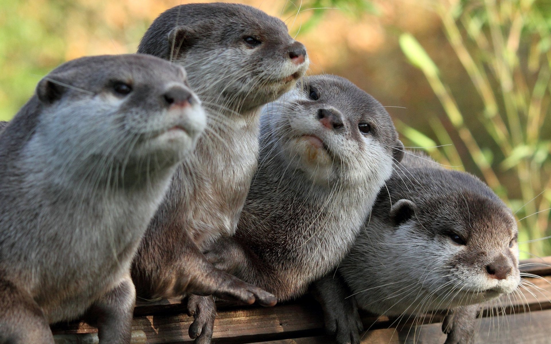 otter otters four gray looking