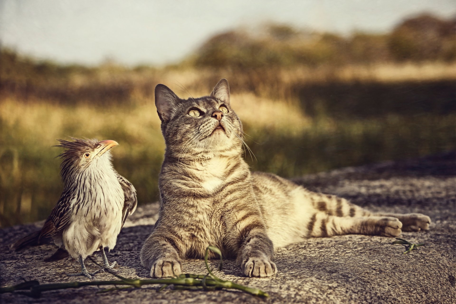 katze vogel neugier