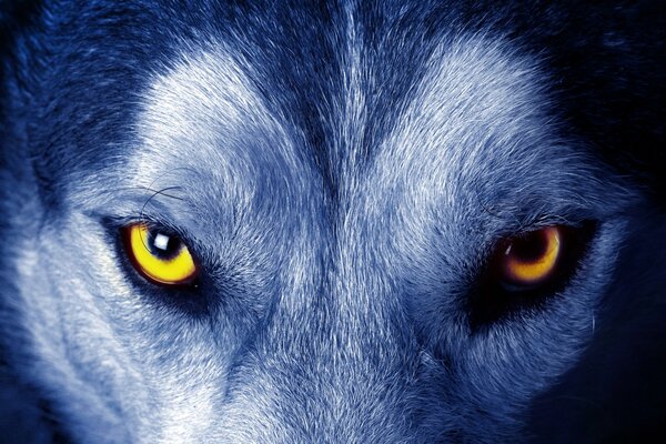 Regard animal sauvage de loup