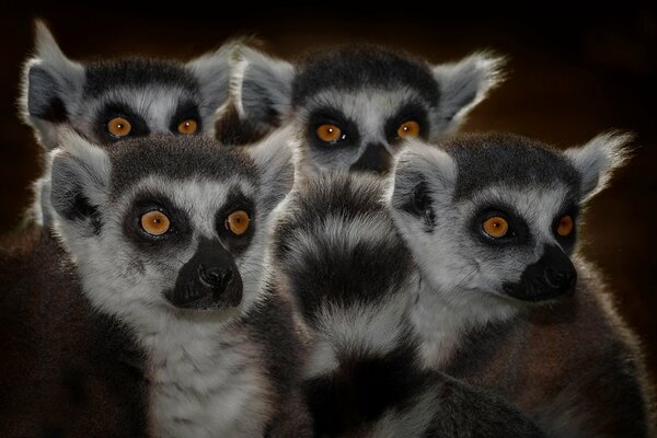 Stado lemurów z ciekawymi pyskami