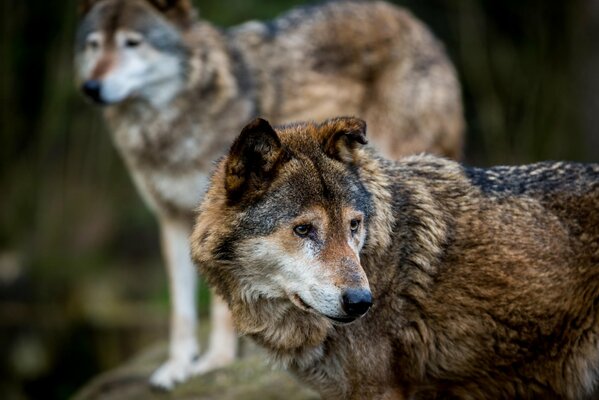 Wölfe auf Spaziergängen in freier Wildbahn