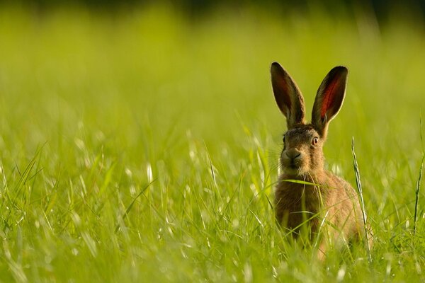 The big-eared hare is hiding in the grass, summer