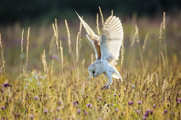 An owl flies over the field