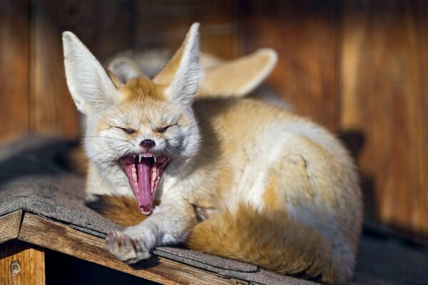 Lächerliches Lachen ???? kein schlauer Fuchs ????