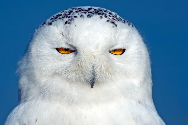 A white owl with open eyes