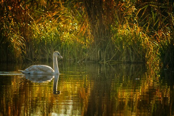 A swan swims in a pond