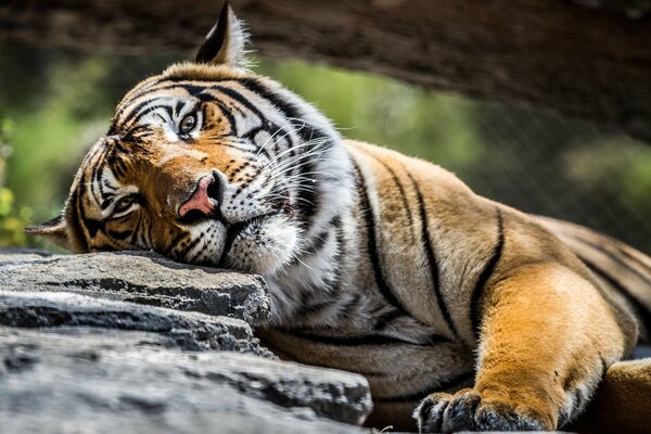 Hermosa vista de un tigre acostado en una piedra