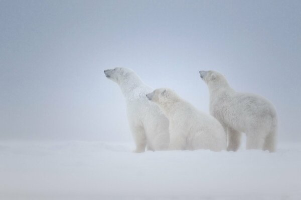 Trois ours polaires dans la neige