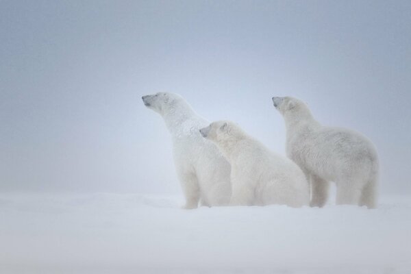 Три белых медведя на снегу