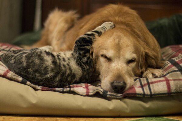 Die Freundschaft zwischen Katzen und Hunden ist immer noch so, wie es passiert